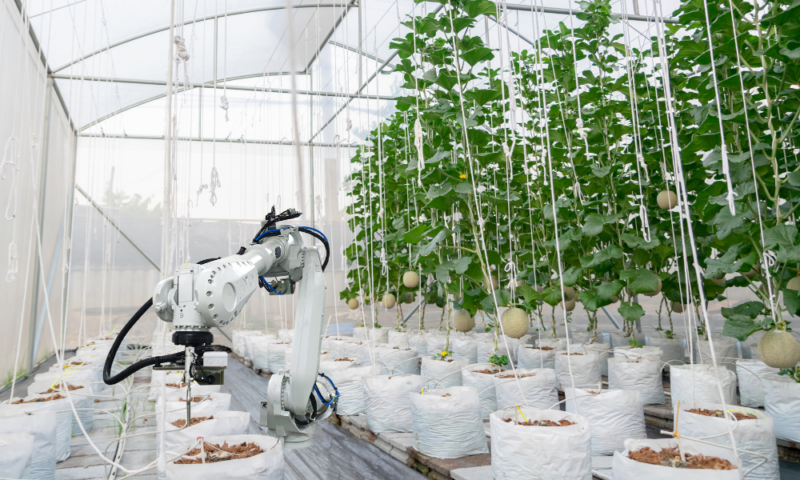 Smart farming fruit melon and digital agriculture robotic arm is working